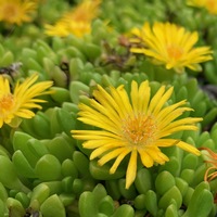Delosperma nubigenum 